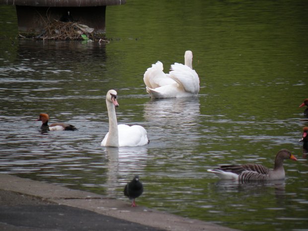  cygnes, Regent's Park